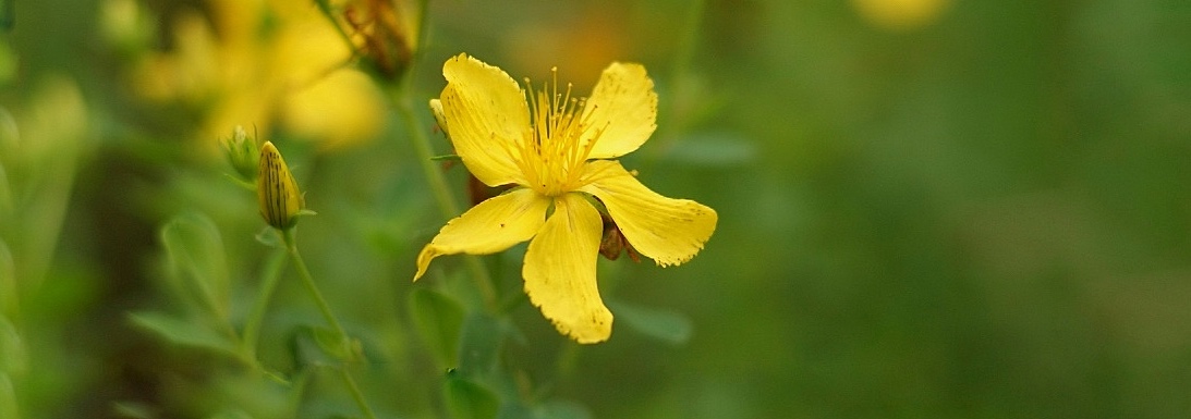 St John's wort